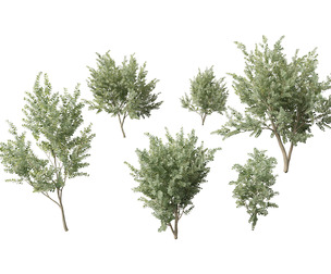 Eucalyptus gunnii - Cider gume