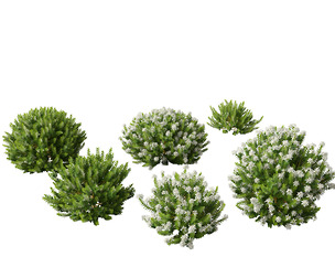 Hebe odora - boxwood