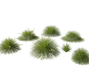 Lomandra Lime Tuff - Mat Rush