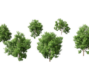 Pittosporum Eugenioides - Lemon wood