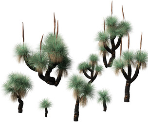 Xanthorrhoea arborea - Broad-leafed Grass
