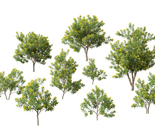 Xanthostemon chrysanthus - Golden Penda