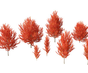 Acer x freemanii - Freeman maple 01