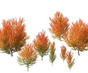 Acer x freemanii Scarsen SCARLET SENTINEL