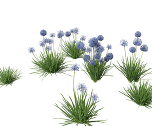 Allium caeruleum - Blue globe onion