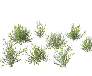 Betula pumila - Dwarf Birch