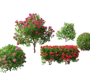 Camellia sasanqua - Sasanqua camellia