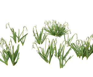 Galanthus nivalis - Snowdrop