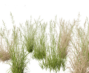 Arrhenatherum elatius - False oat-grass 01