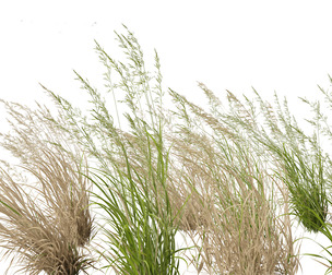 Arrhenatherum elatius - False oat-grass 02
