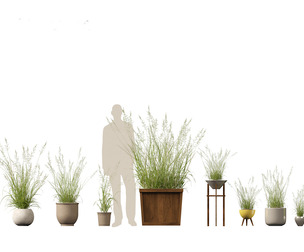 Arrhenatherum elatius - False oat-grass 03