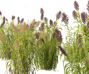 Arundo donax - Giant reed 03