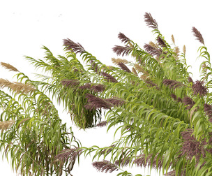 Arundo donax - Giant reed 04