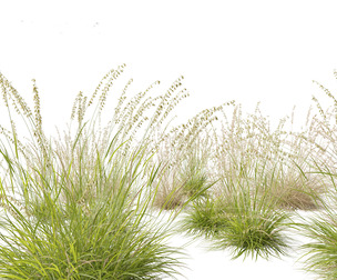 Bouteloua curtipendula - Sideoats grama 01
