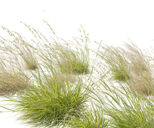 Bouteloua curtipendula - Sideoats grama 02