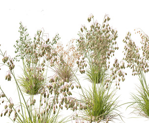 Briza media - Common quaking grass 01
