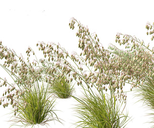Briza media - Common quaking grass 02