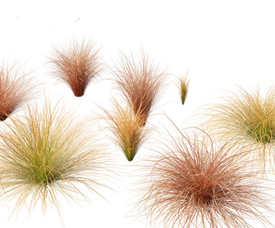 Carex buchananii - leatherleaf sedge 01