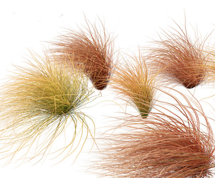Carex buchananii - leatherleaf sedge 02