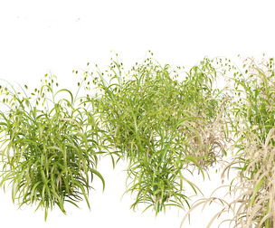 Chasmanthium latifolium - Inland sea oats 01