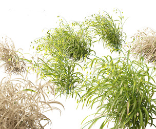 Chasmanthium latifolium - Inland sea oats 02
