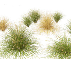Chionochloa rubra - Red tussock grass 01
