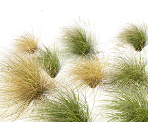 Chionochloa rubra - Red tussock grass 02