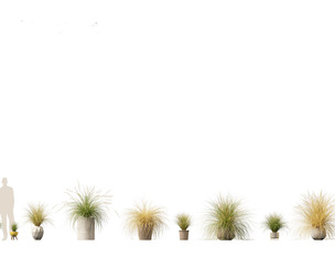 Chionochloa rubra - Red tussock grass 03