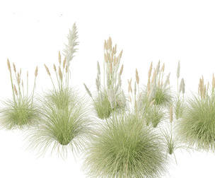 Cortaderia selloana - Pampas grass 01