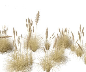 Cortaderia selloana - Pampas grass 02