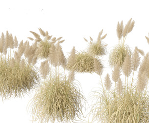 Cortaderia selloana - Pampas grass 03