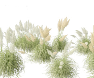 Cortaderia selloana - Pampas grass 04