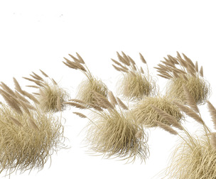 Cortaderia selloana - Pampas grass 05