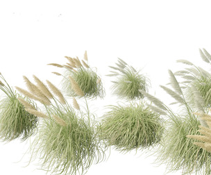 Cortaderia selloana - Pampas grass 06