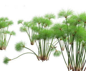 Cyperus papyrus - Bulrush 01