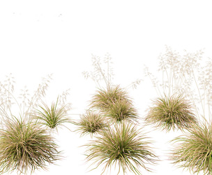Deschampsia cespitosa Northern Lights 01