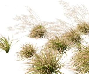 Deschampsia cespitosa Northern Lights 02