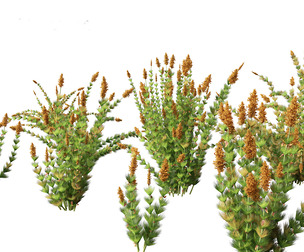 Elegia capensis - Horsetail restio