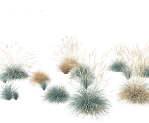 Helictotrichon sempervirens - Blue oat grass 01