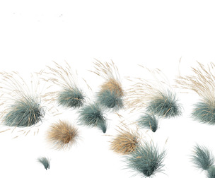 Helictotrichon sempervirens - Blue oat grass 02