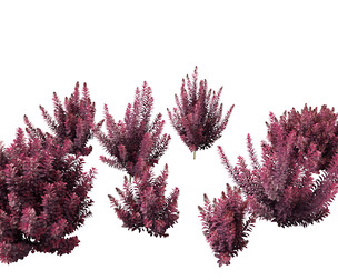 Cotinus coggygria Royal Purple