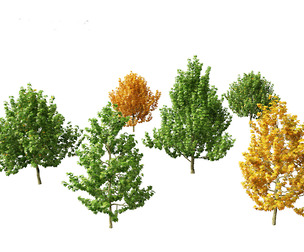 Platanus occidentalis - American sycamore
