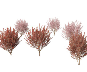Prunus cerasifera Newport - cherry plum