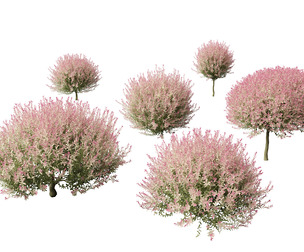 Salix integra Hakuro-nishiki