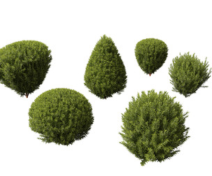 Thuja occidentalis Teddy - Northern white-cedar