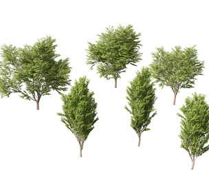 Zelkova serrata Green Vase - Japanese Elm