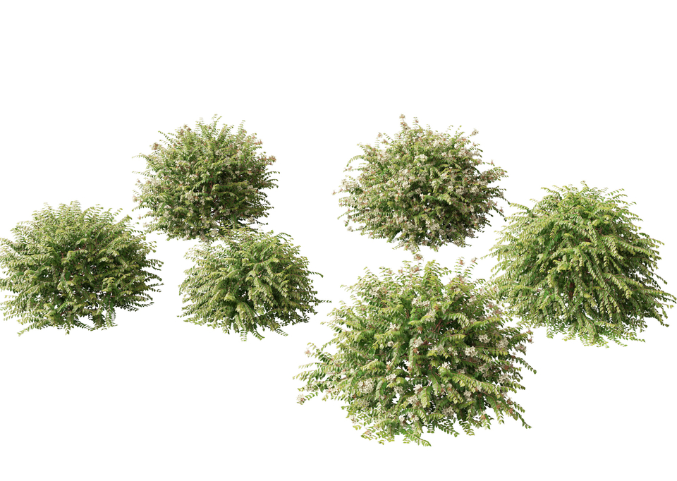 Abelia x grandiflora - Glossy abelia