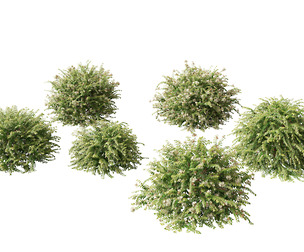 Abelia x grandiflora - Glossy abelia