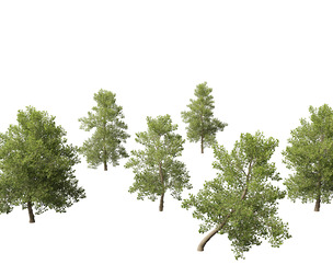 Alnus glutinosa - Black alder