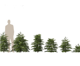 Cryptomeria japonica Elegans Viridis